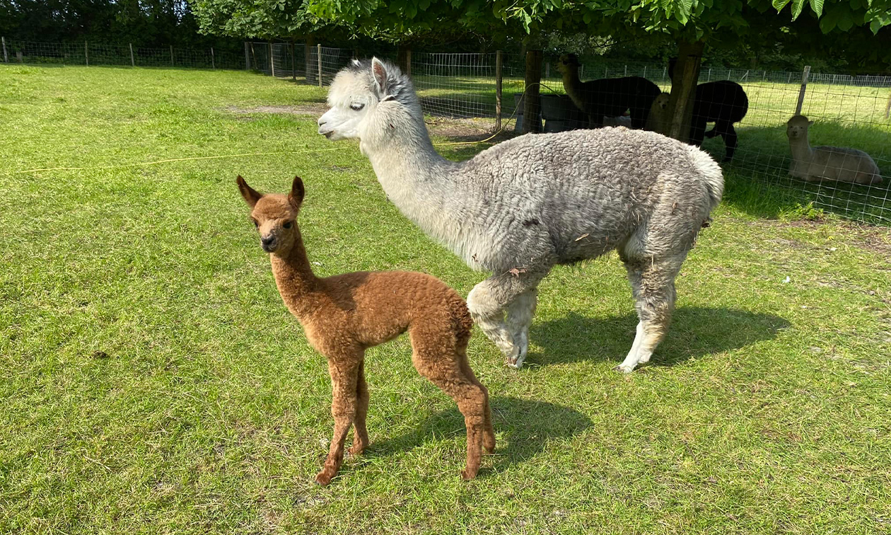 Alpaca & Falabella Ranch