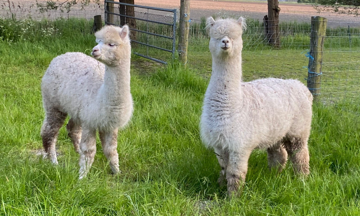 Alpaca & Falabella Ranch