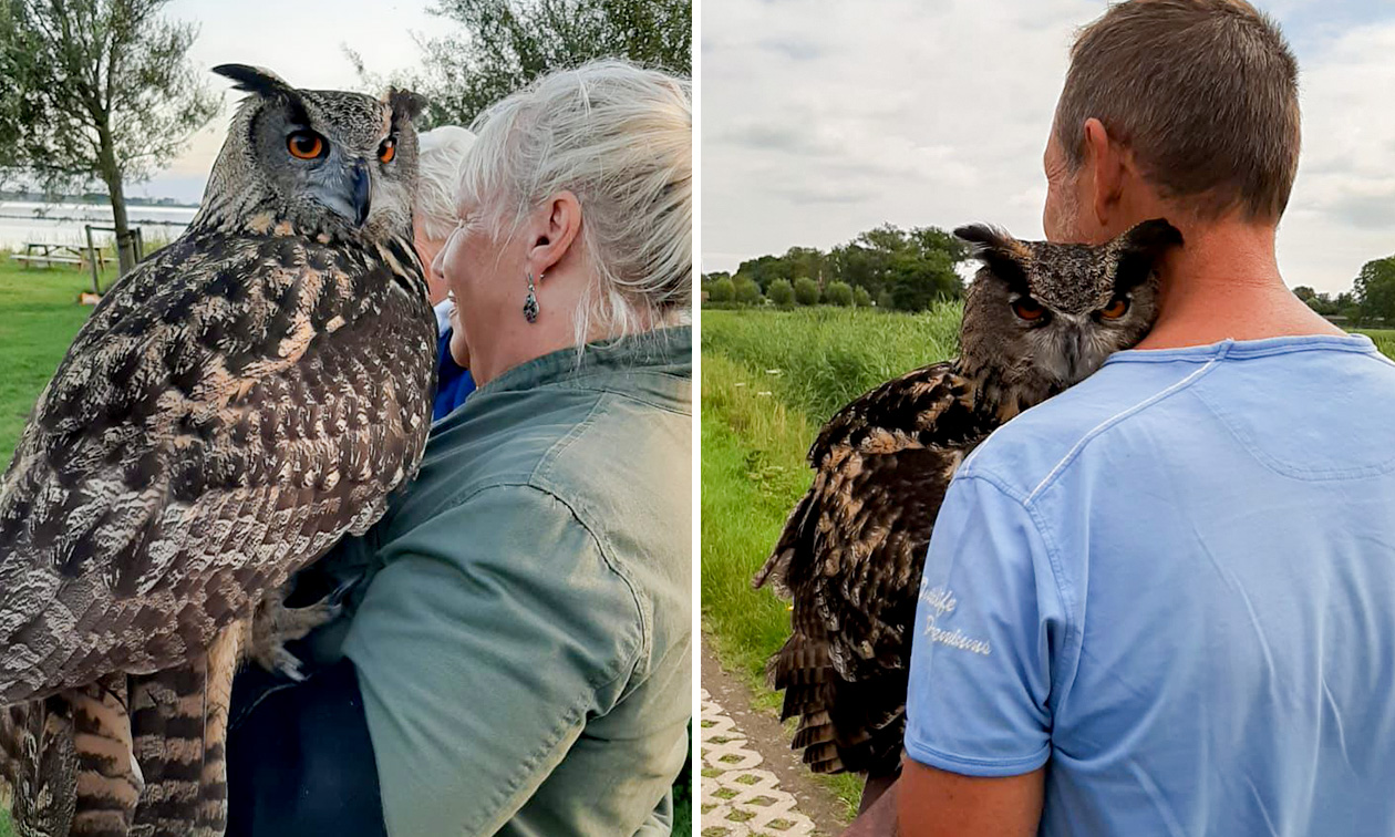ATJ Owls