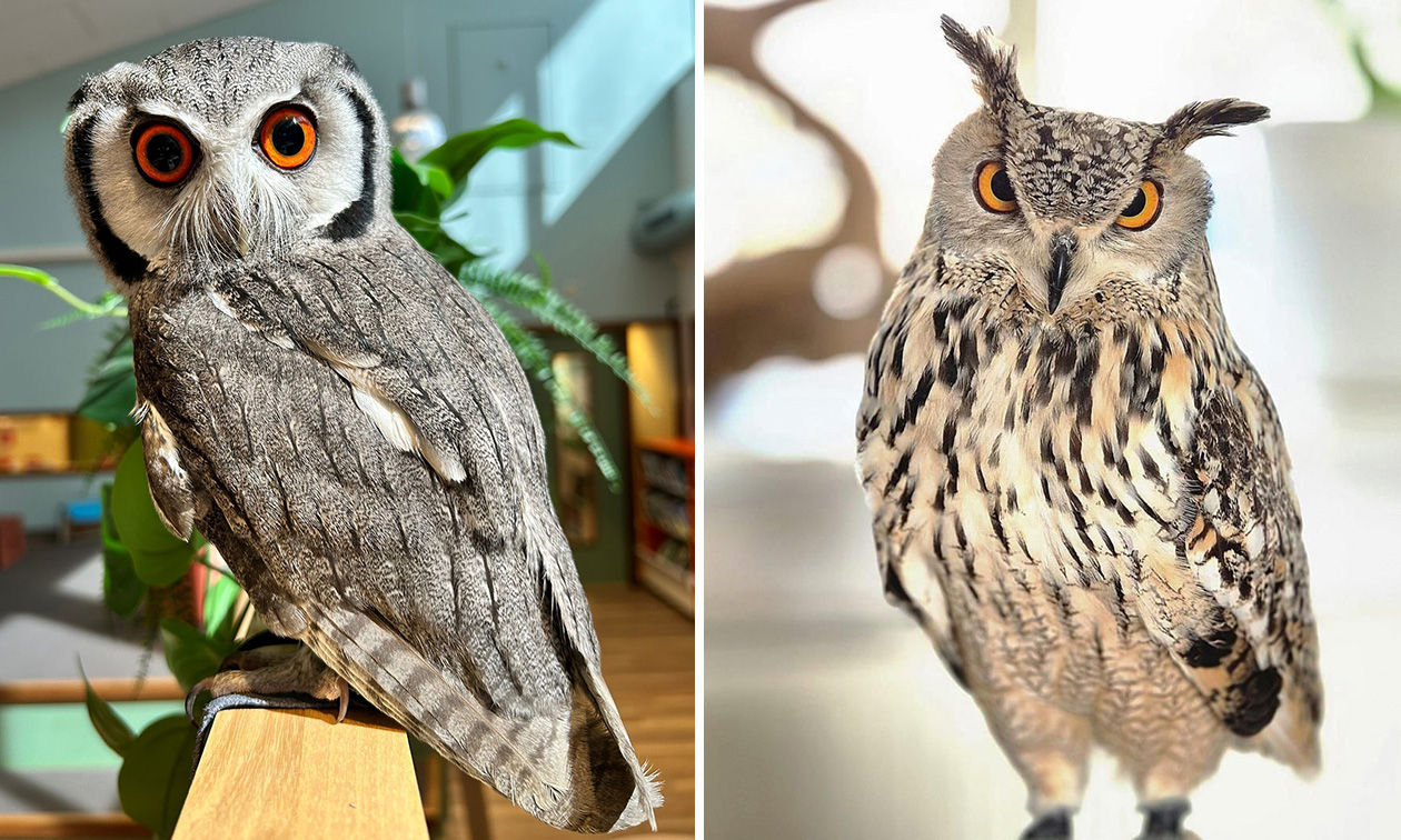 ATJ Owls