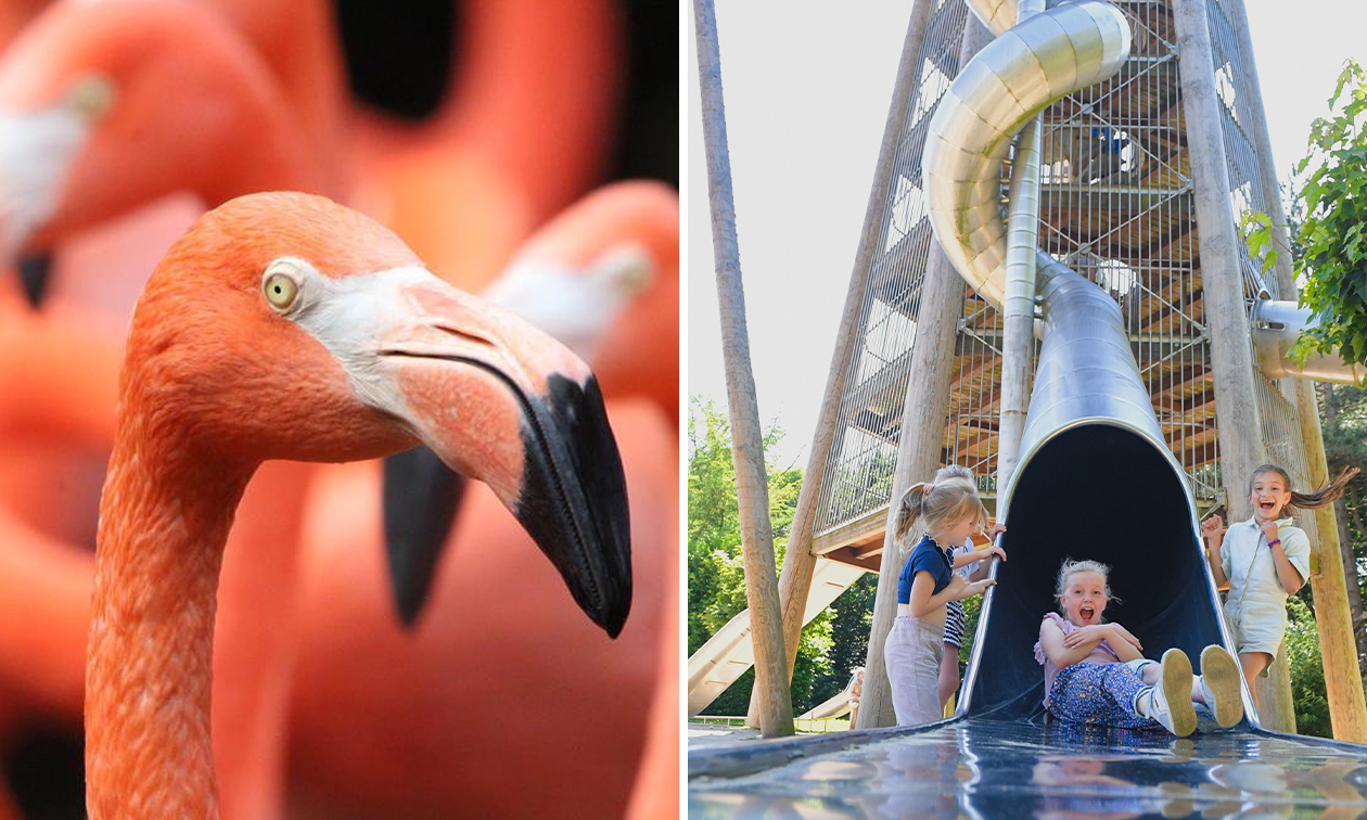 Avifauna