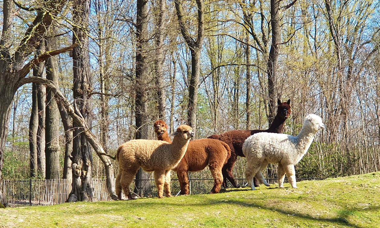 Belevenispark Steinerbos