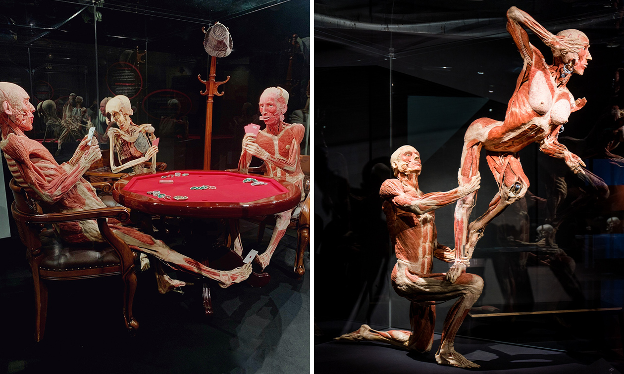 BODY WORLDS: The Happiness Project