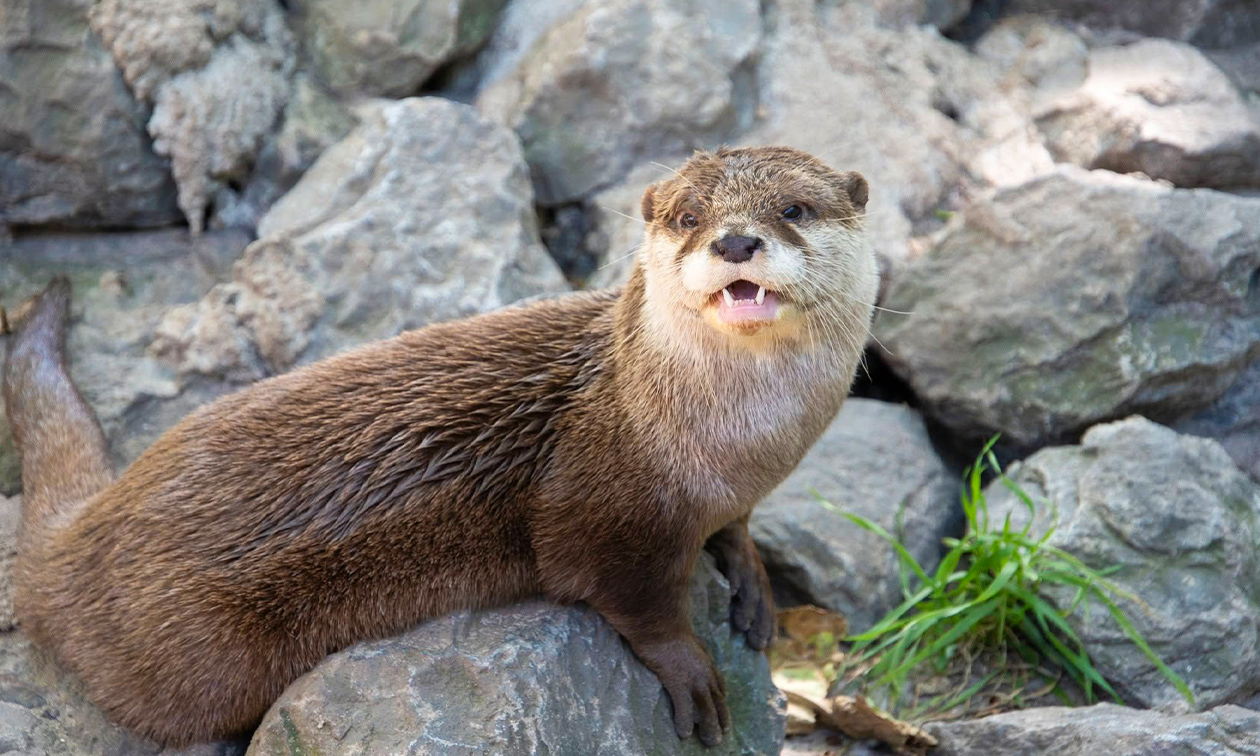 Dierenpark Hoenderdaell