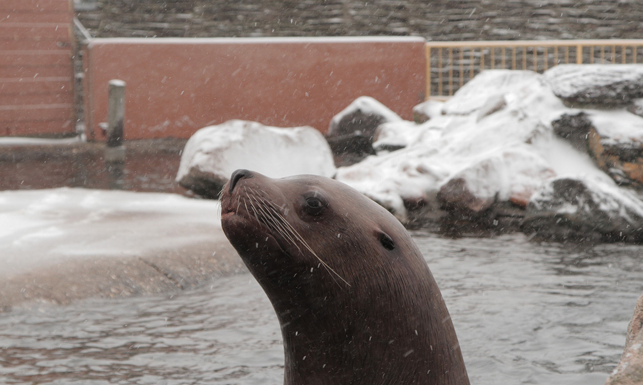 Dolfinarium