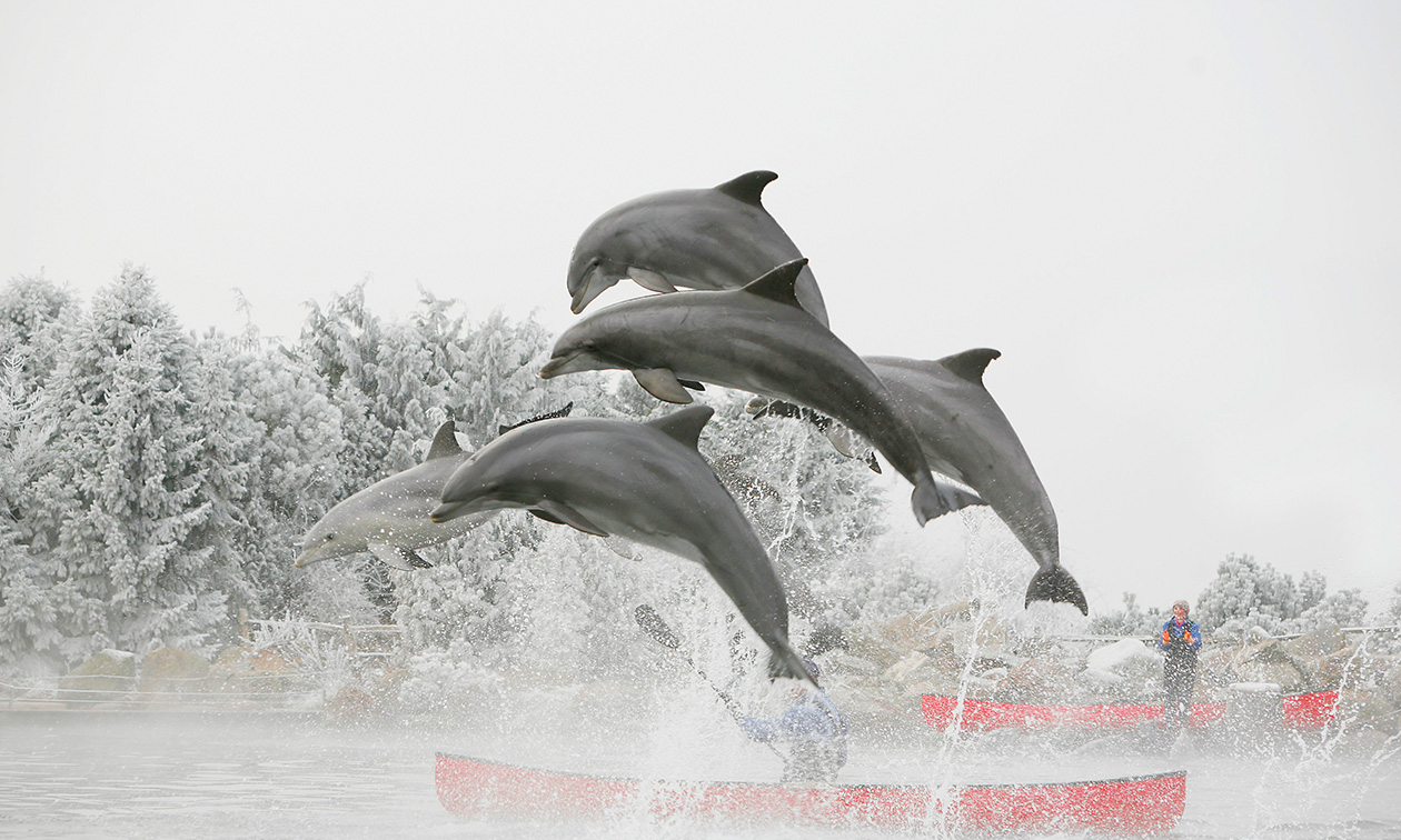 Dolfinarium