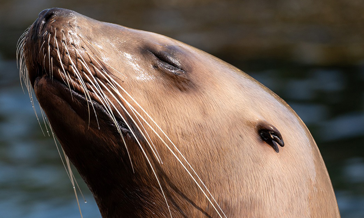 Dolfinarium