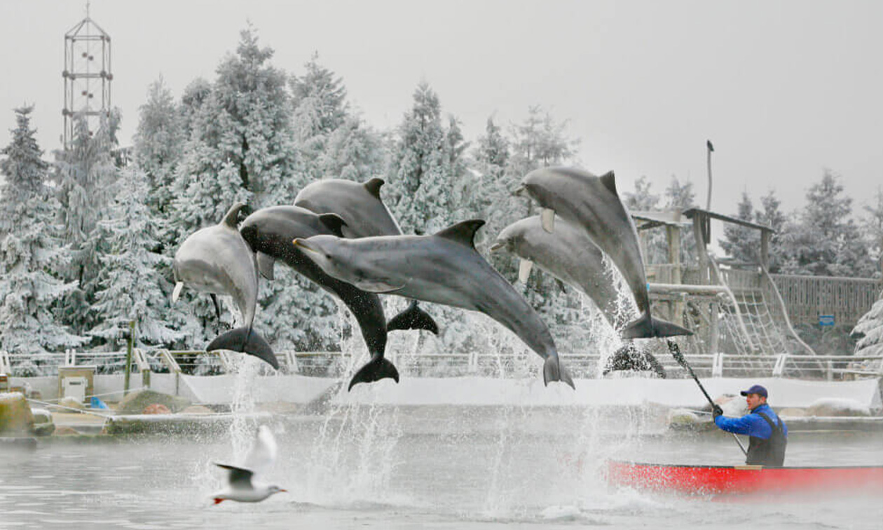 Dolfinarium