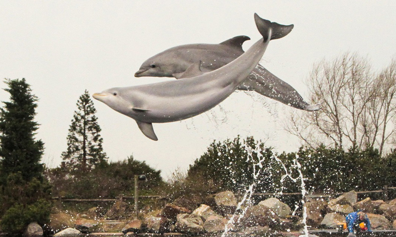 Dolfinarium