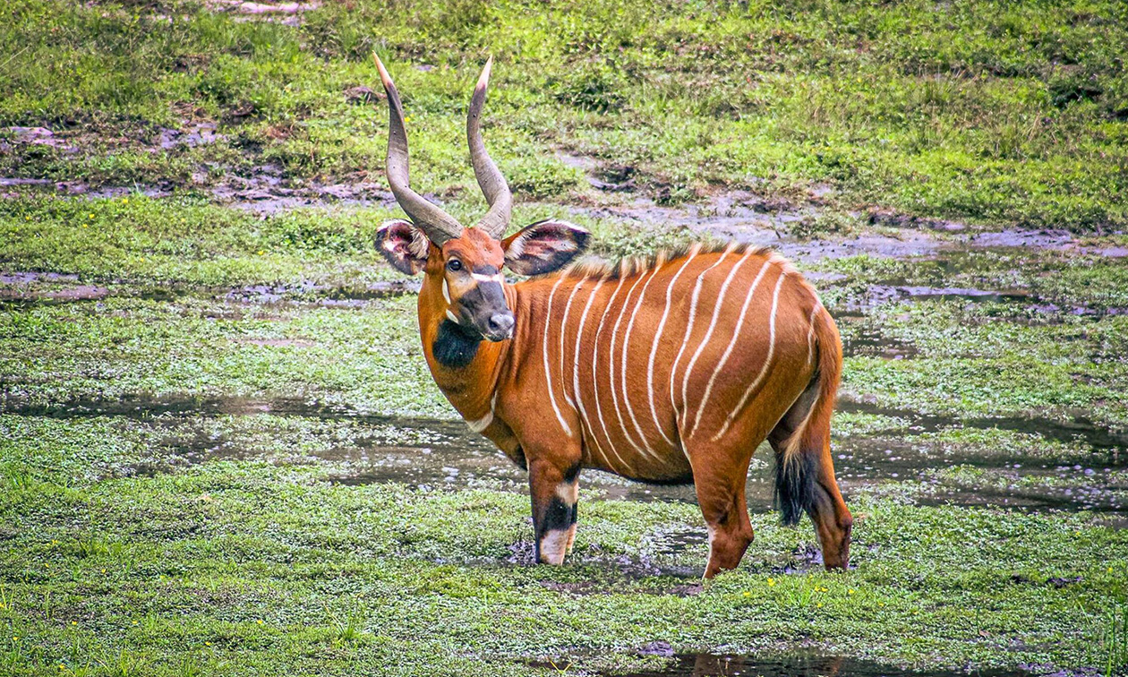 GaiaZOO