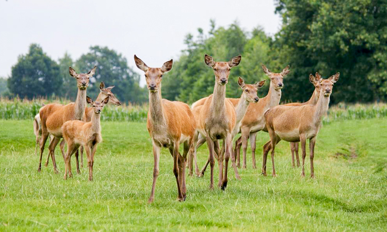 Herterij Twente