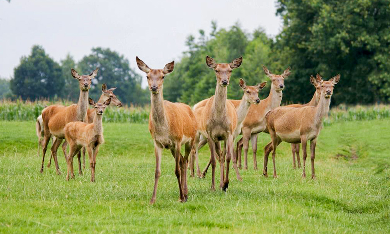 Herterij Twente
