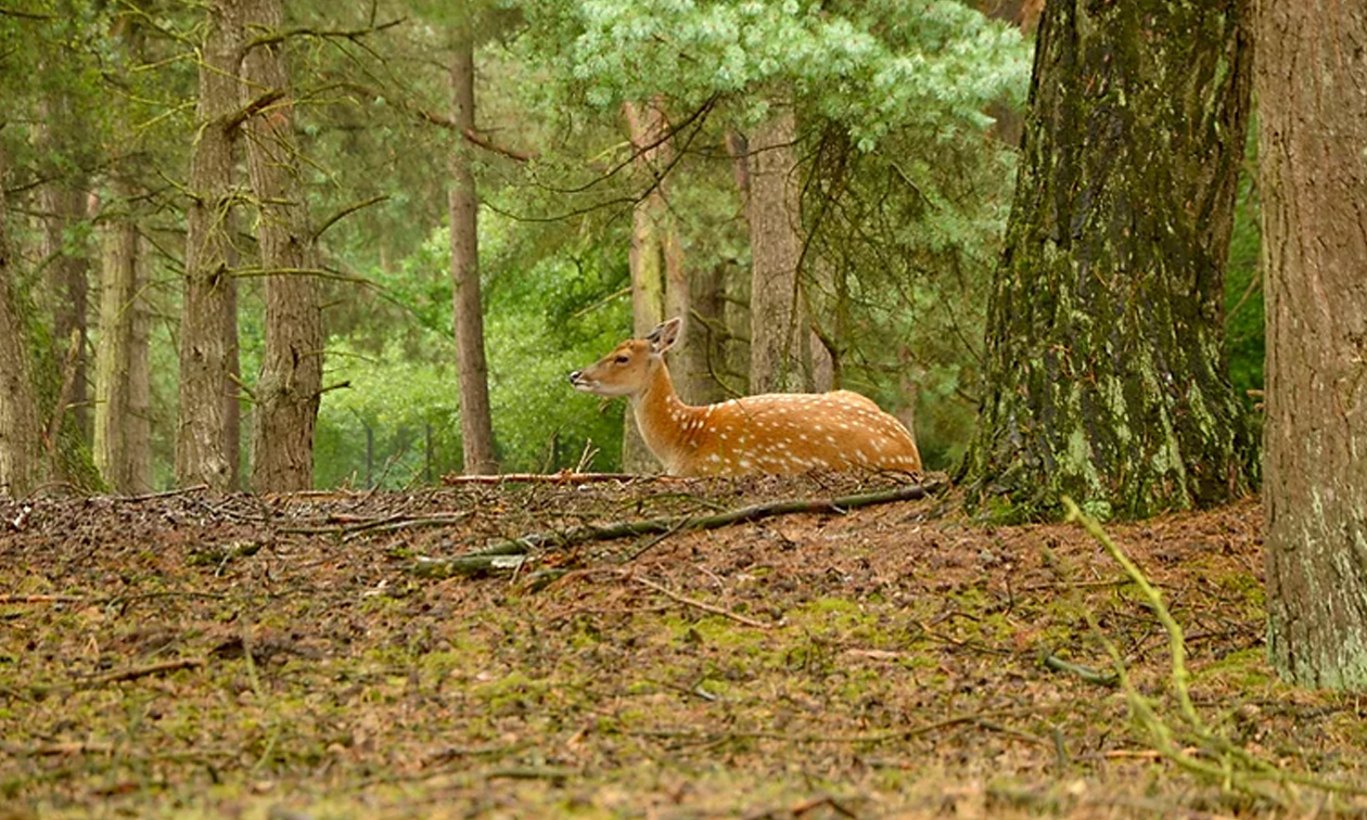 B&B Het Reekse Bos
