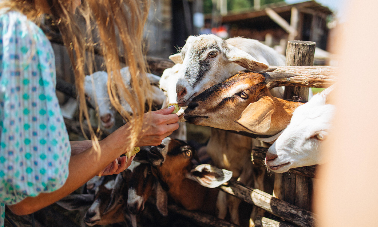Knuffelboerderij de Goordonkhoeve