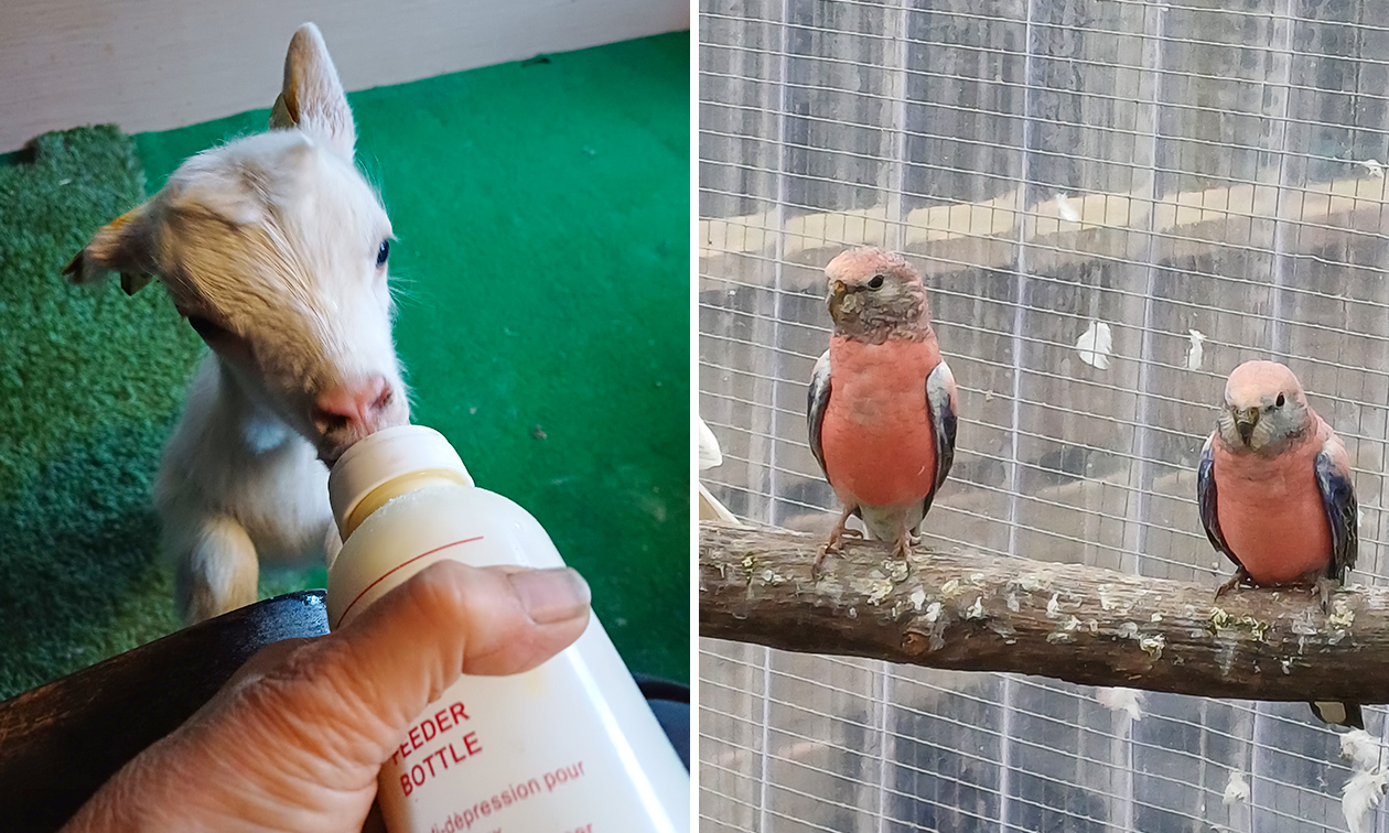 Knuffelboerderij de Goordonkhoeve