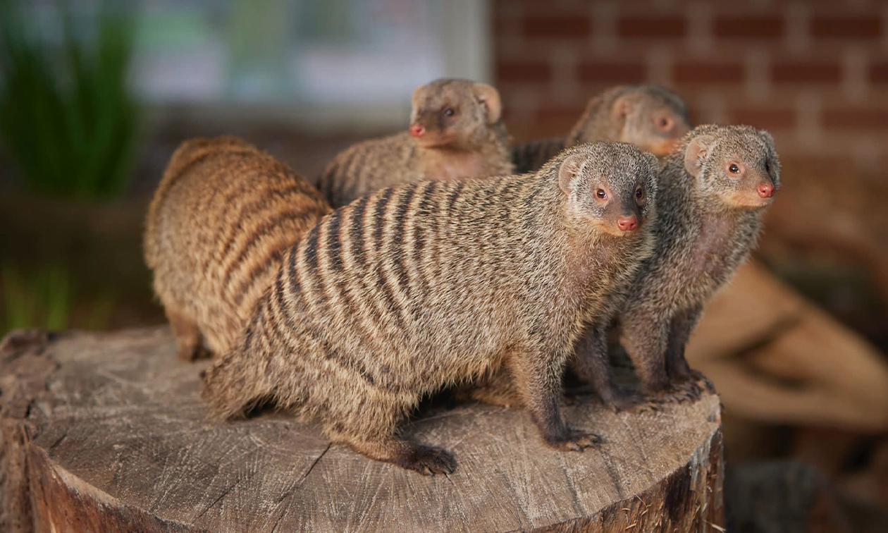 Natur- und Tierpark Brüggen