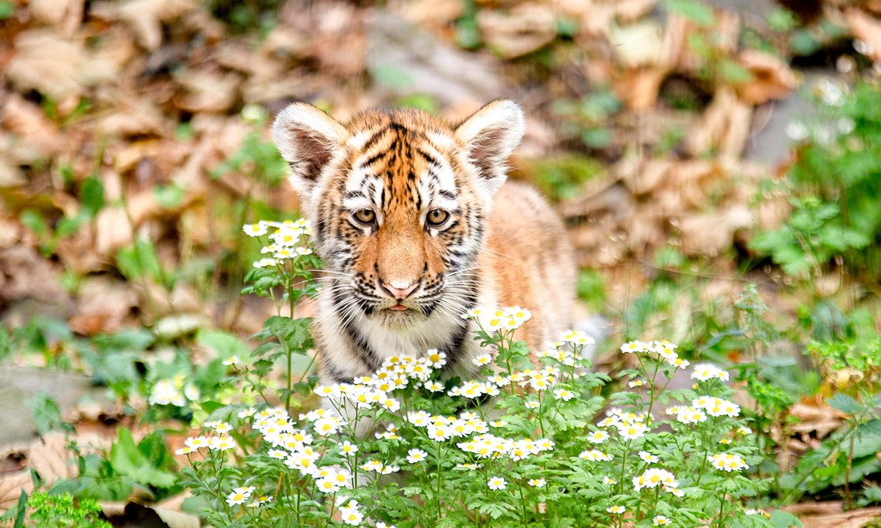Ouwehands Dierenpark Rhenen