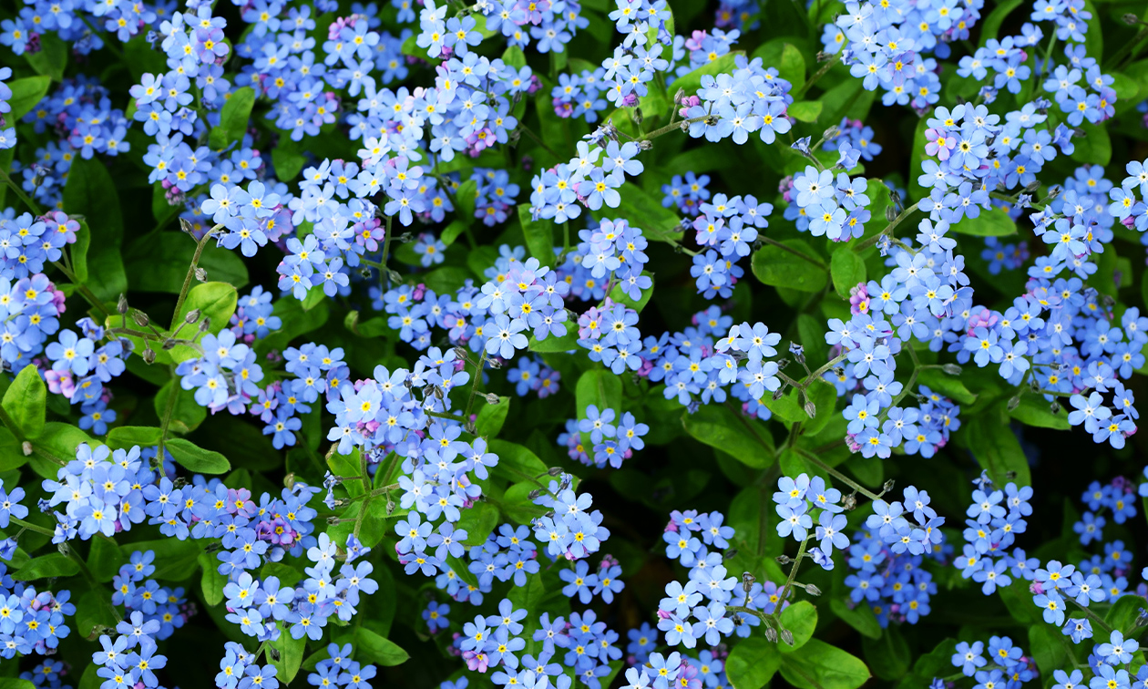 Peer Tuincentrum