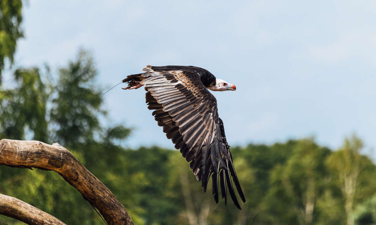 Safaripark Beekse Bergen
