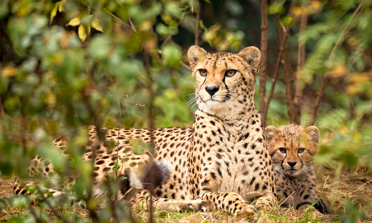 Safaripark Beekse Bergen