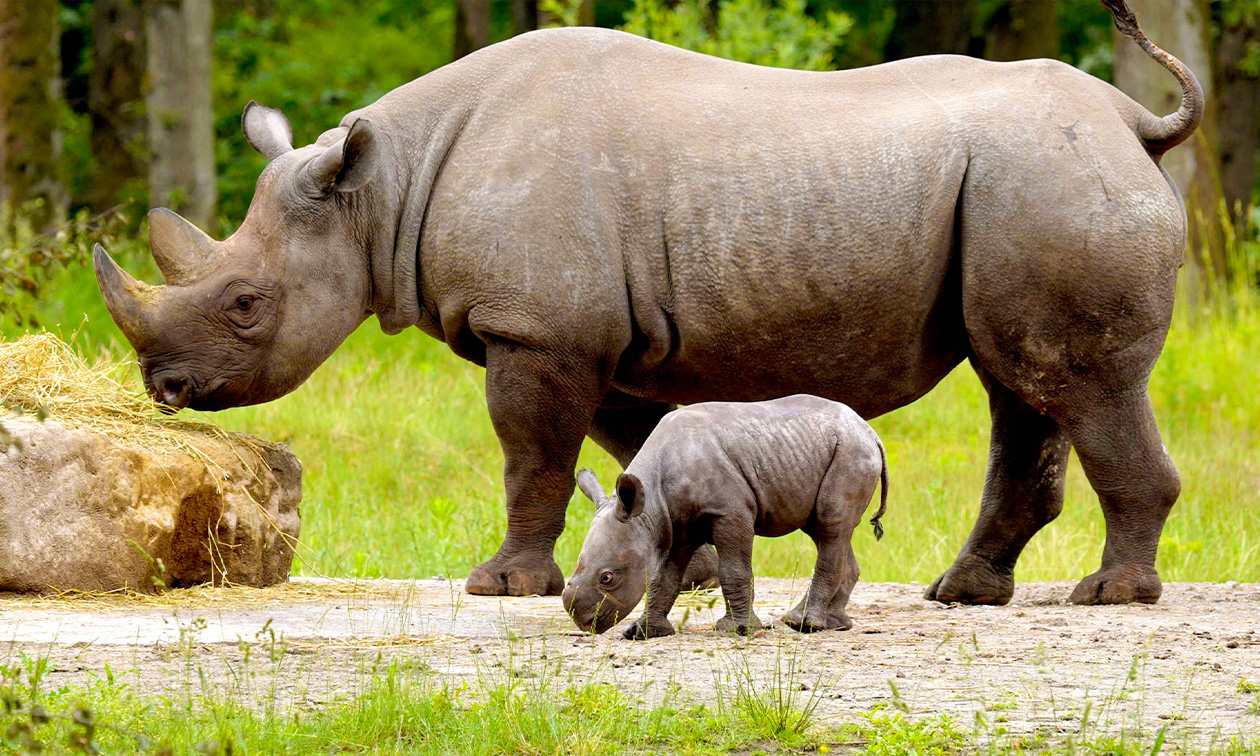 Safaripark Beekse Bergen
