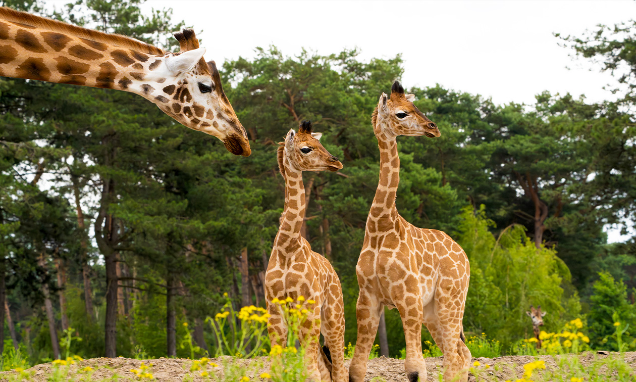 Safaripark Beekse Bergen