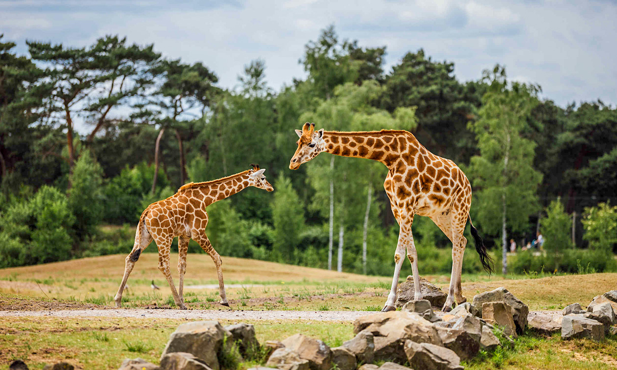 Safaripark Beekse Bergen