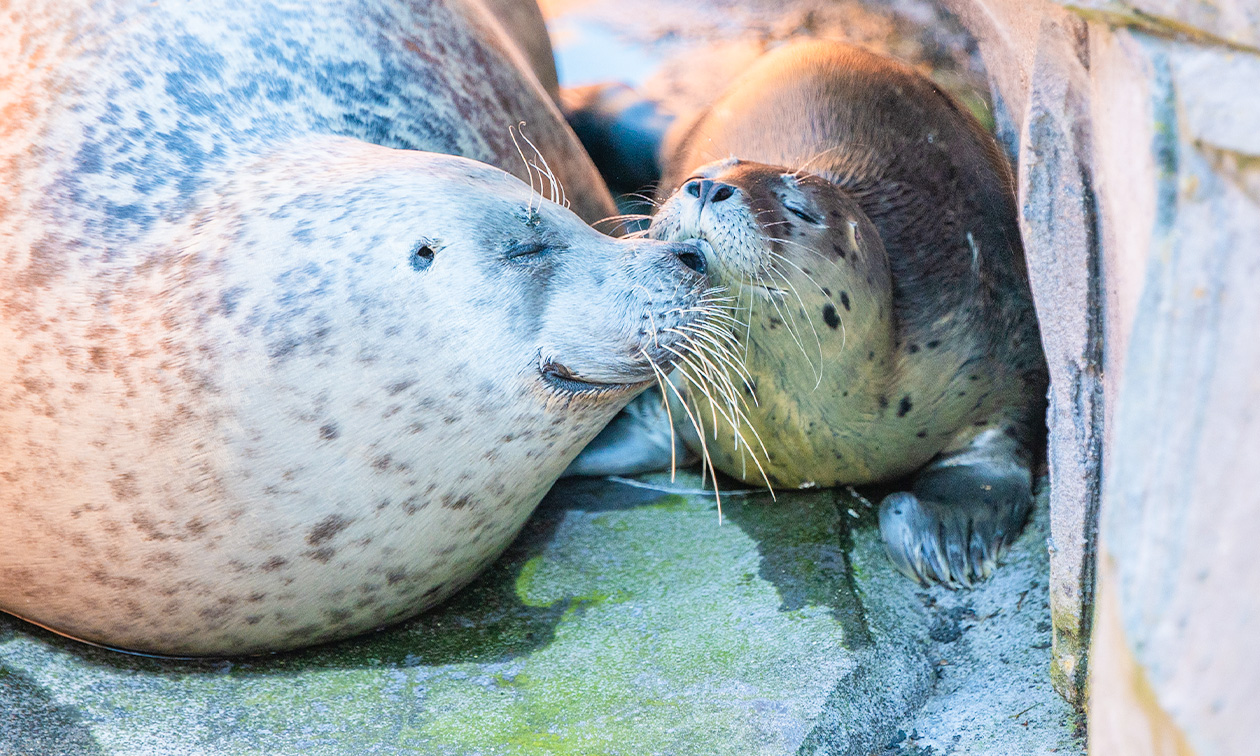 WILDLANDS Adventure Zoo Emmen