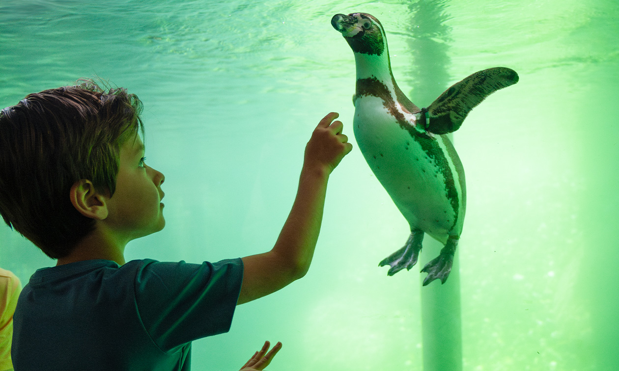 WILDLANDS Adventure Zoo Emmen