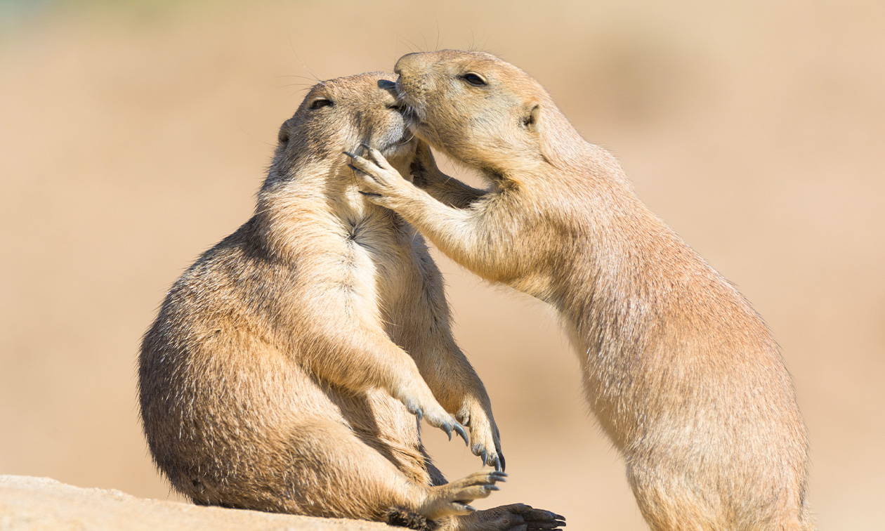 WILDLANDS Adventure Zoo Emmen