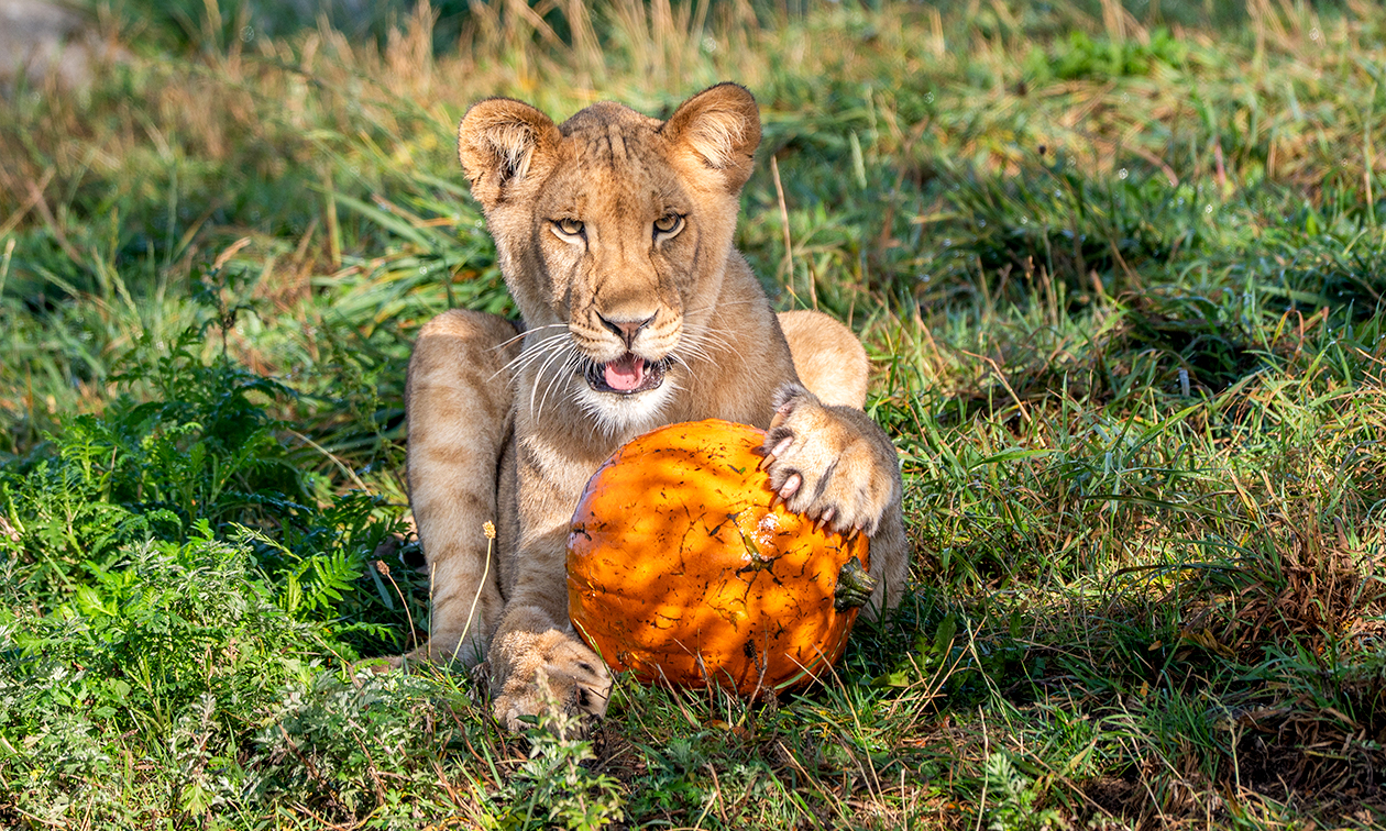 WILDLANDS Adventure Zoo Emmen