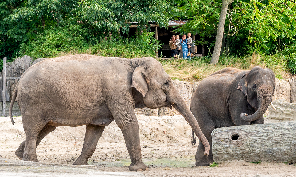 WILDLANDS Adventure Zoo Emmen