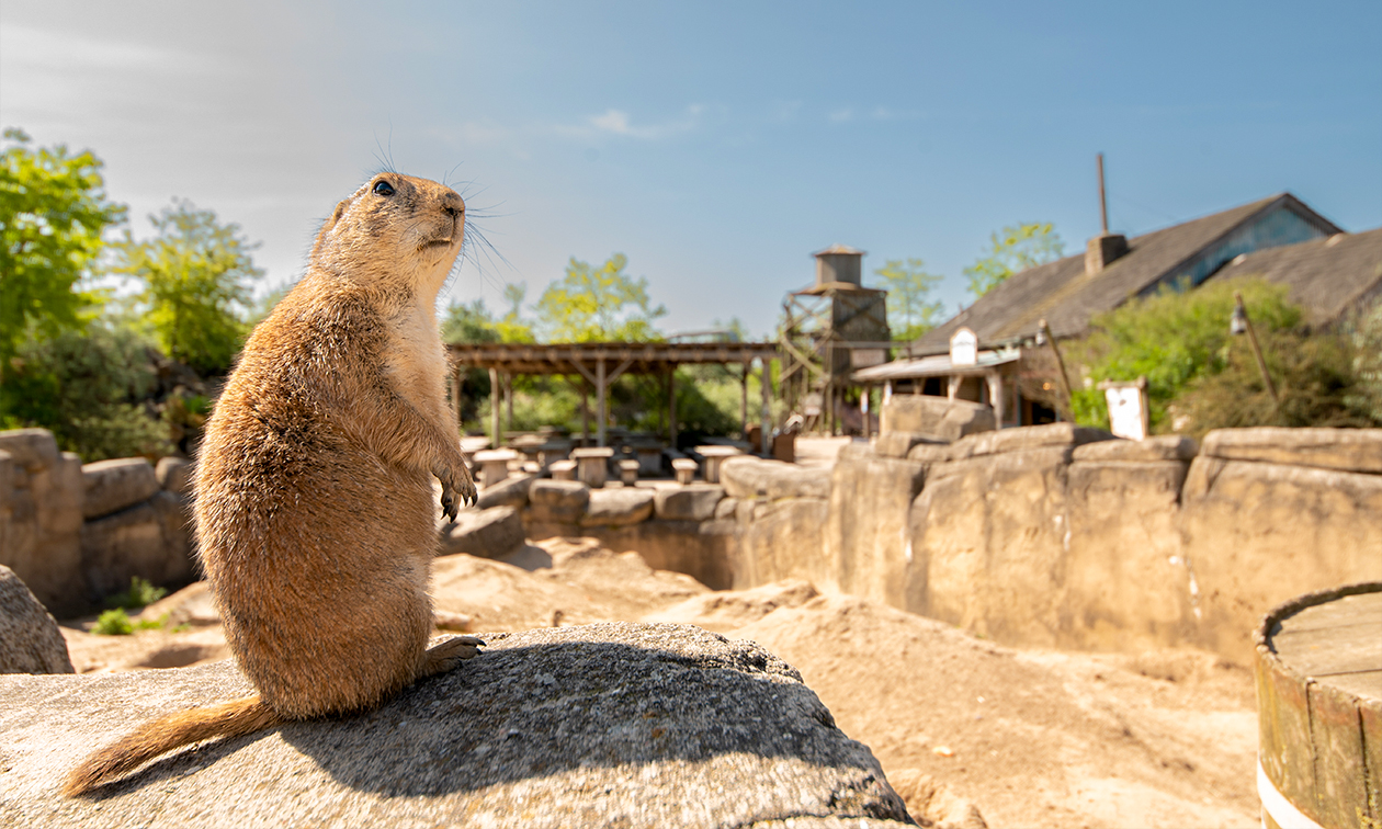 WILDLANDS Adventure Zoo Emmen