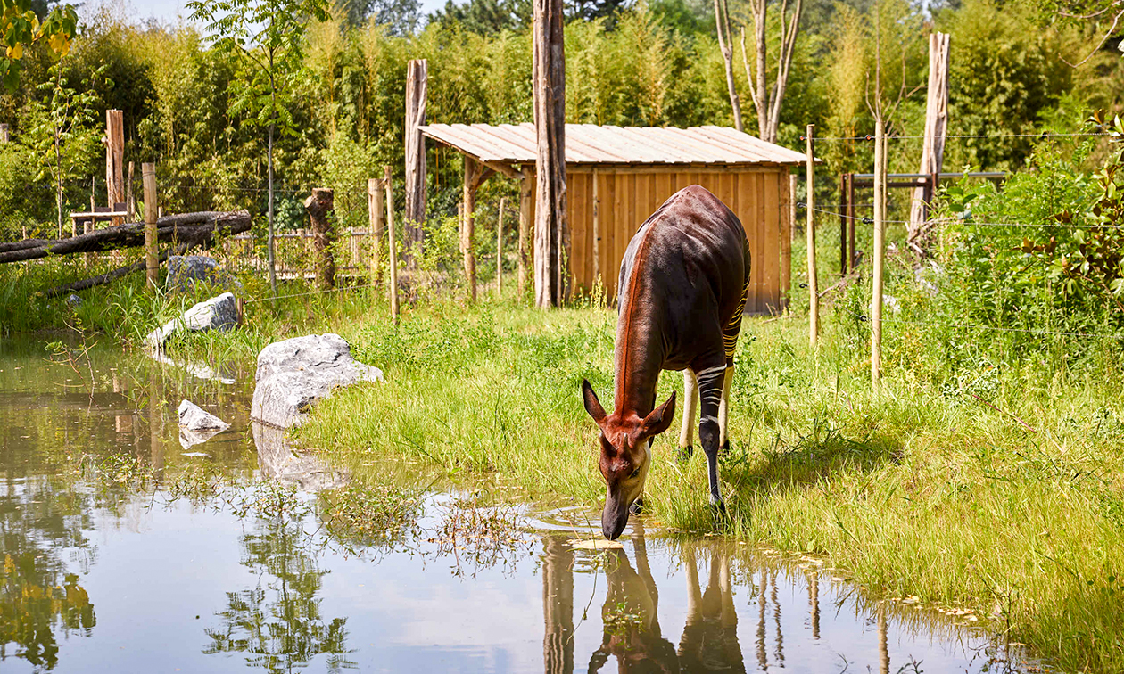 ZooParc Overloon