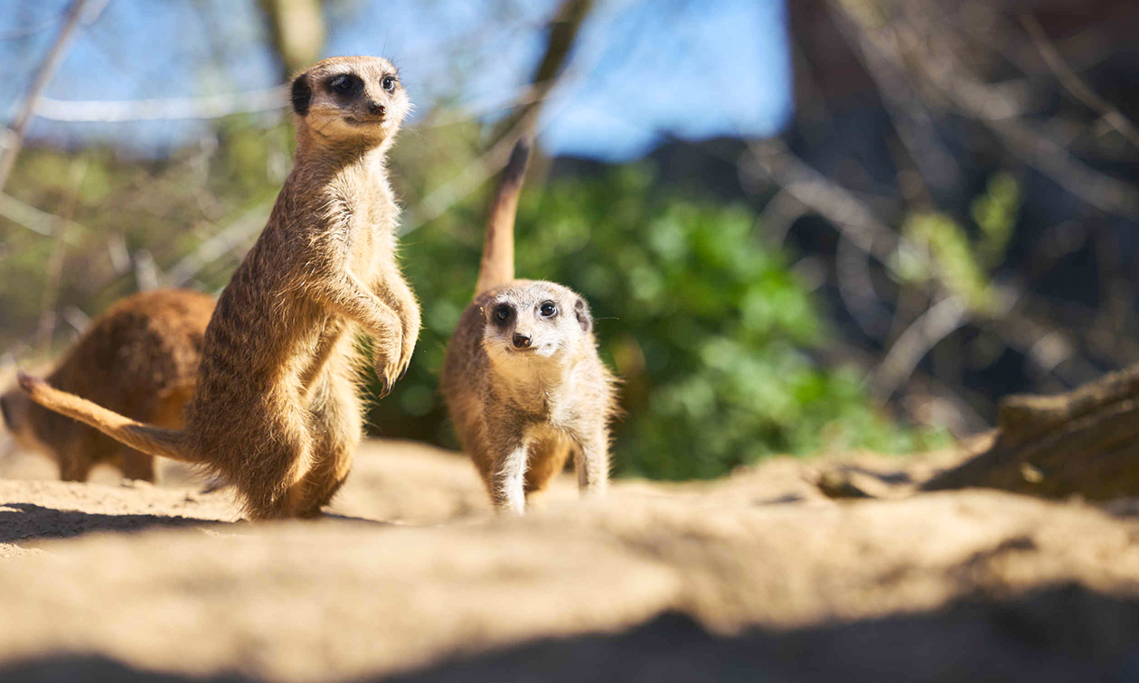 ZooParc Overloon