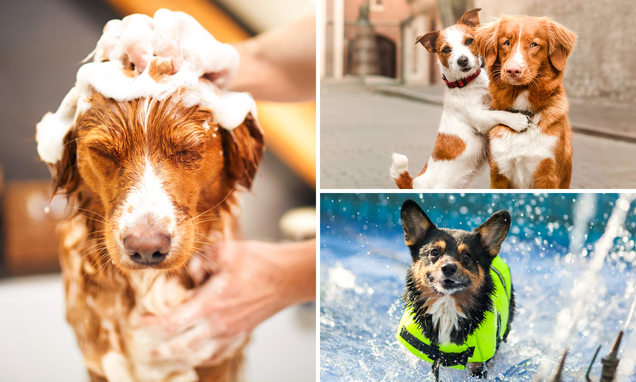 Toilettage pour chiens près de Renaix