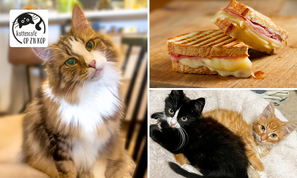 Tosti naar keuze + entree kattencafé