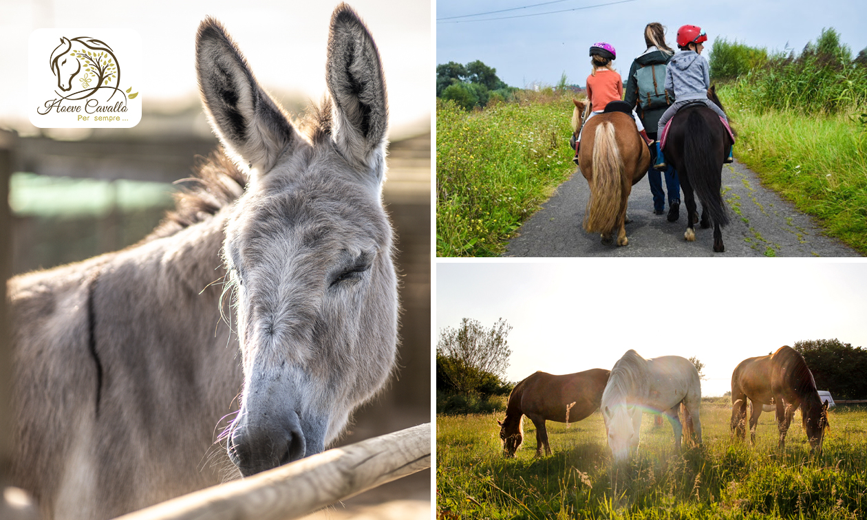 Stap- en gezinswandeling met pony's en ezels (2,5 uur)