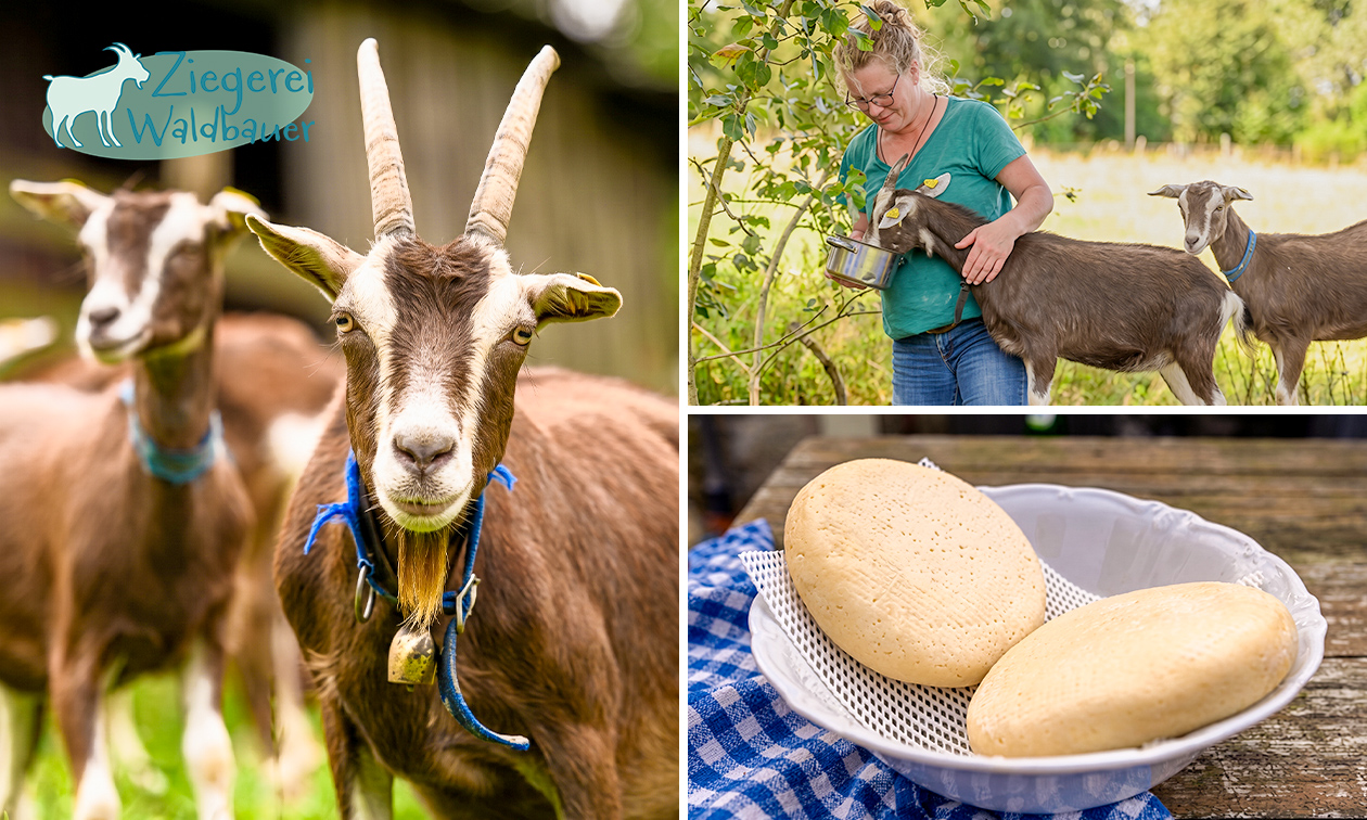 Ziegen streicheln und melken + Ziegenwandern (3 Std.) oder Ziegenkäse-Workshop (5 Std.)